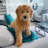 Golden Doodle Puppy for rehoming